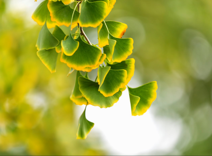 公司中秋节员工福利 公司中秋节员工福利