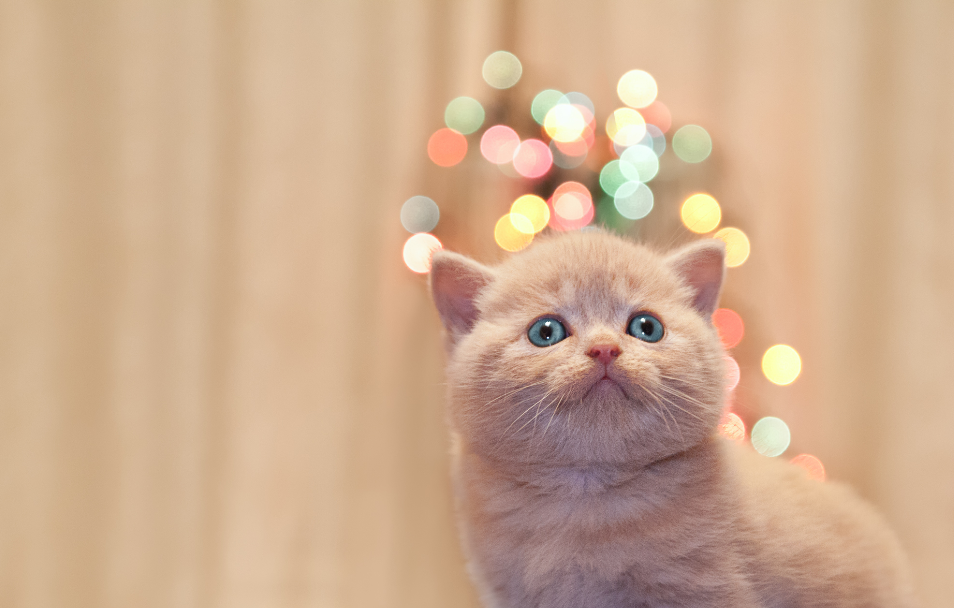 过新年 过新年